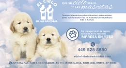 CIELO-DE-LAS-MASCOTAS