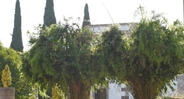 Boda-Fer-Padilla-y-Sergio-Vallin-026-