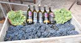 Vinicola-4-Soles--Publi_4961